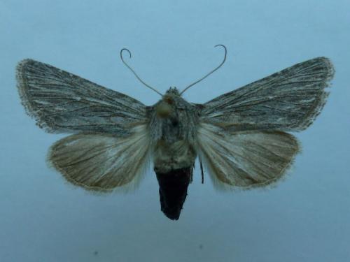 Réf. 256 142 : Brachygalea albolineata